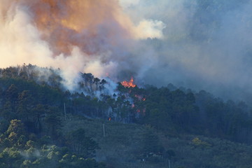the forests of the Pisan mountains on fire