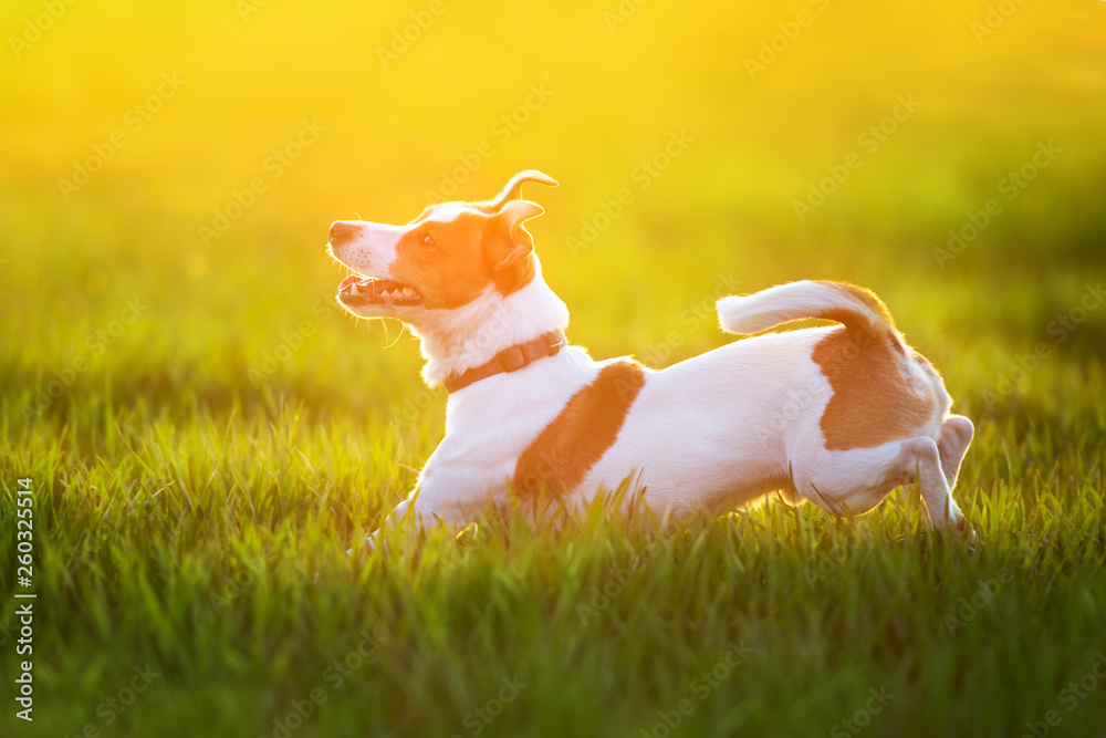 Wall mural Jack russel terrier run on green spring field