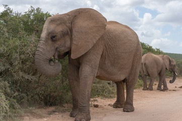 Fototapeta na wymiar African elephant eating from the bush in the wild