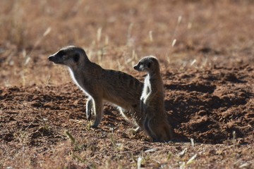 Erdmännchen (suricata suricatta) im Kgalagadi Transfrontier Park