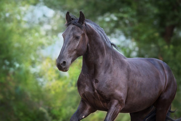 Obraz na płótnie Canvas Beautiful frisian horse close up portrait on dark background