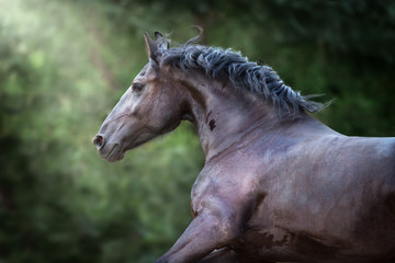 Beautiful frisian horse close up portrait on dark background
