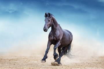 Black frisian stallion run in desert dust against blue sky