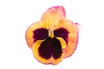 pansy isolated