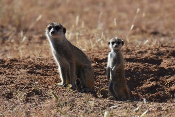Erdmännchen (suricata suricatta) im Kgalagadi Transfrontier Park