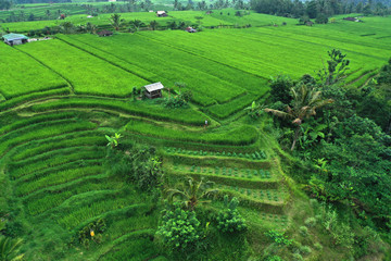 Aerial view of lonely house in Jatiluwih rice terraces. Bali, Indonesia.