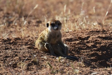 Erdmännchen (suricata suricatta) im Kgalagadi Transfrontier Park