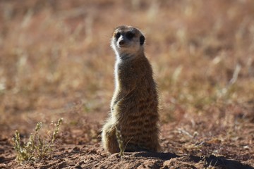 wachsames Erdmännchen (suricata suricatta) in der Kalahari in Namibia