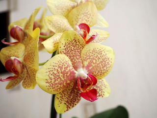 yellow red orchid flowers