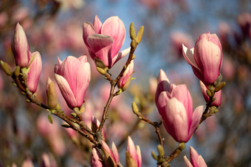 Rose Magnolia Blumen