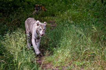 White male tiger walking on a path in the forest, wild animal in the nature