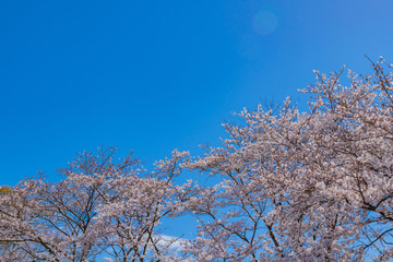 静岡県富士市　岩本山公園の桜