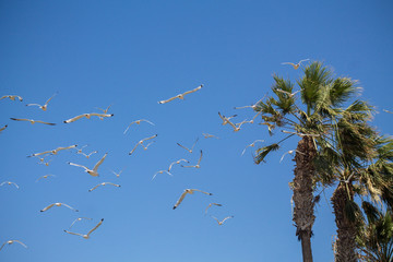 Birds flying in the sky
