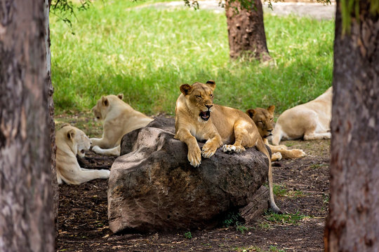Lionesses lying in the wild, relaxing