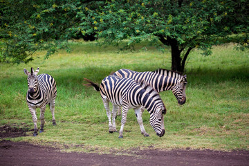 Herd of zebras and ostrich in the wild in park