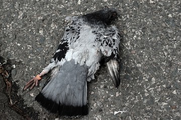 Dead pigeon on road