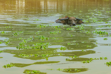 Buffalo swimming in the swamp at Thai Buffalo Conservation Village in Suphan Buri, Thailand