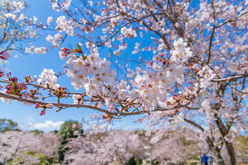 静岡県富士市　岩本山公園の桜