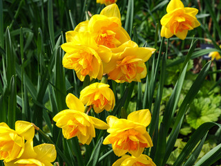 Lovely double daffodils in a spring garden closeup