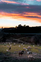 Obraz na płótnie Canvas Atardecer rural con un rebaño de ovejas pastando