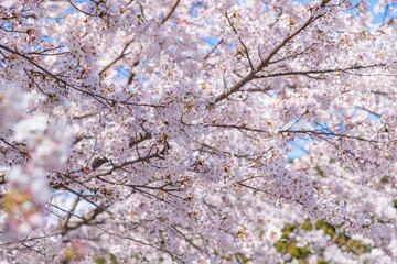 静岡県富士市　岩本山公園の桜