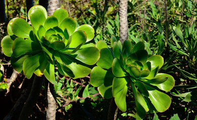 Large rosettes of aeonium in foreground, endemic wild plant of the Canary Islands 