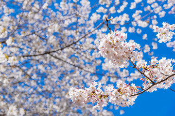 Obraz premium 静岡県富士市 岩本山公園の桜