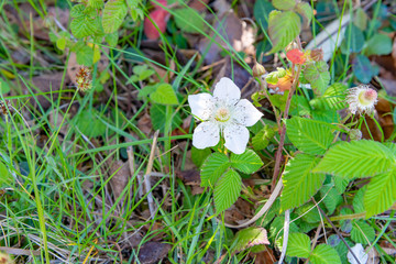 木苺の花　野生