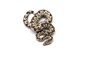 The viper boa isolated on white background