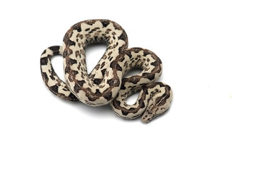 The viper boa isolated on white background