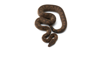 Obraz premium The viper boa isolated on white background