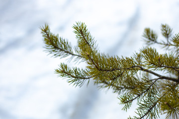 Obraz premium pine branch on a light background in winter