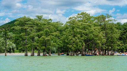 Fototapeta na wymiar marsh cypresses on the lake