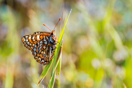 Close up of Bay Checkerspot butterfly (Euphydryas editha bayensis) ; classified as a federally threatened species, south San Francisco Bay area, San Jose, California