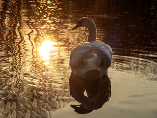 łabędż © Henryk Olszewski