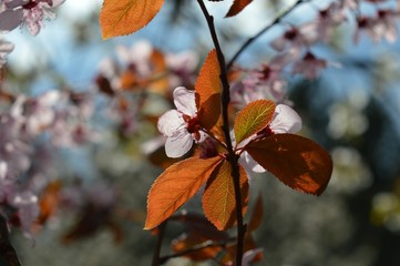 Fototapeta na wymiar pink cherry blossoms in spring