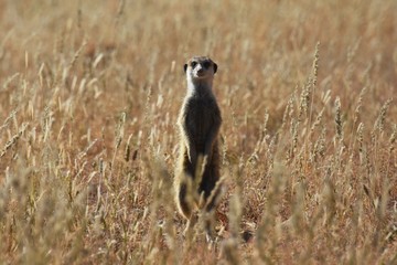 wachsames Erdmännchen (suricata suricatta) in der Kalahari in Namibia