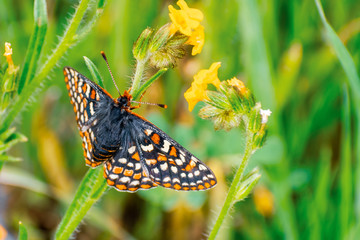 Close up of Bay Checkerspot butterfly (Euphydryas editha bayensis) ; classified as a federally threatened species, south San Francisco Bay area, San Jose, California