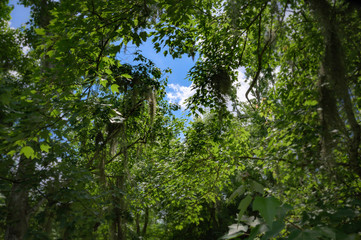 Fototapeta na wymiar A Canopy of Green Trees In A Forest Looking Onto A Blue Sky With White Clouds