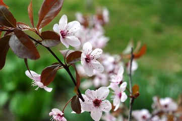Fototapeta na wymiar pink cherry blossoms in spring