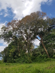 natureza