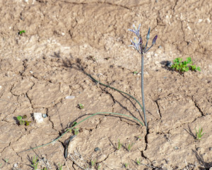 Small Flowered Androstephium Lily, a perennial monocot that grows from bulbs, with Purple Flowers