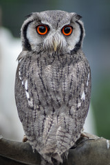 White-Faced Scops Owl perched on a gauntlet staring
