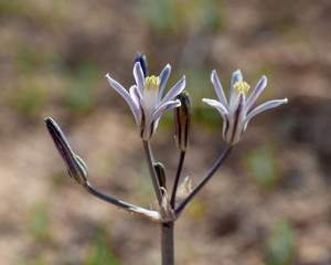Pink Funnel Lily (Androstephium breviflorum), a perennial monocot that grows from bulbs