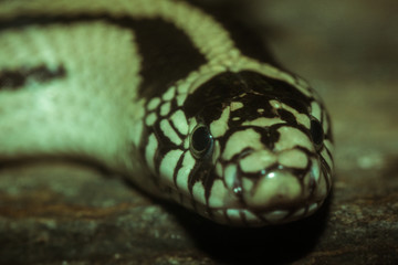 Beautiful snake
