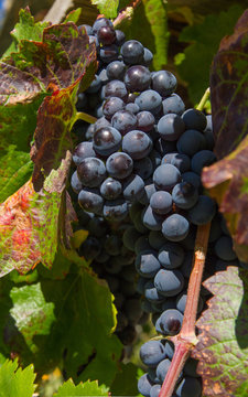 Racimo de uvas negras en  la parra