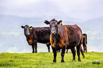 Grass fed cattle on a green meadow, looking at the camera, south San Francisco bay area, San Jose, California