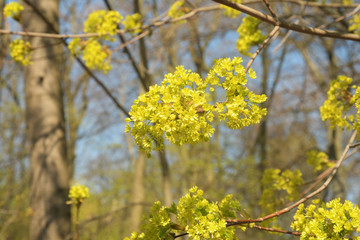 ulmenblüte