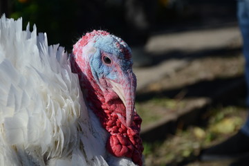 Closeup turkey head