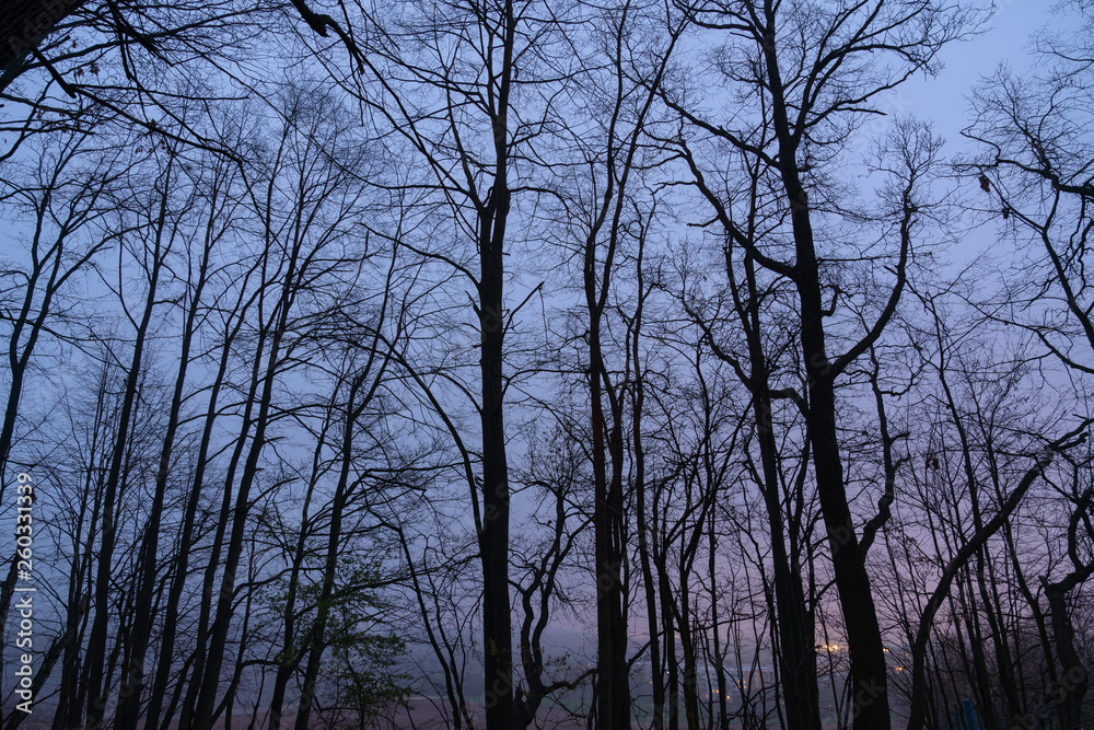 Wall mural Silhouettes of trees in the night park